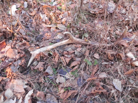 Novorocny uspech aj ked 2.1.2016