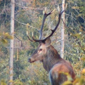 Jelen upraveny zucom nakameroval som ja s cencim