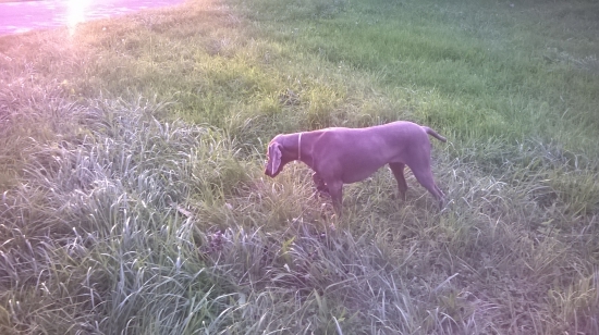 Vystavovanie prepelice