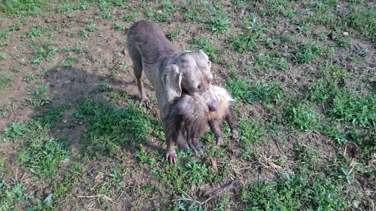 Aida a jej ulovena kuna