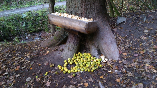 Prikrmovanie este pred zimou