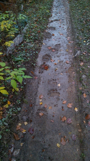 Medveď po zvážnici