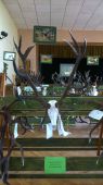 Najsilnejšia jelenia trofej chovateľskej výstavy BB
