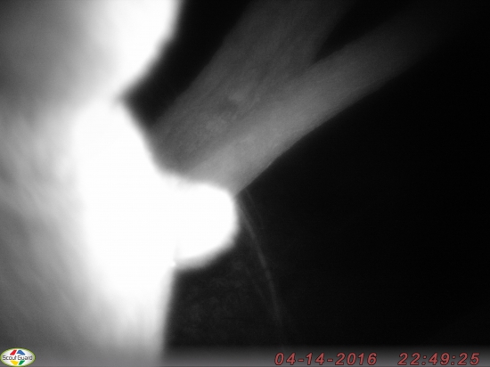 Kde mi kradneš fotopascu macko