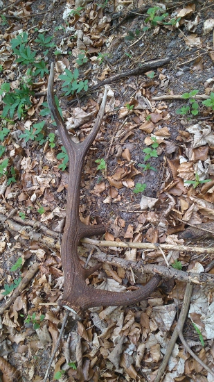 Dneska nájdený a zapichnutý v zemi