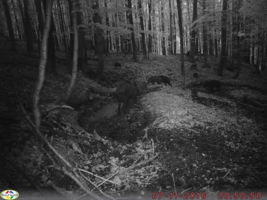 Rodinka pri bahnisku