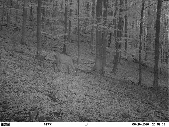 Jelenica z potomstvom