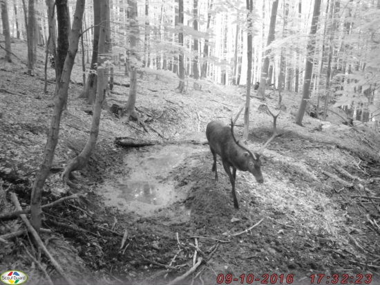Jeleň prechádzajúci okolo bahniska