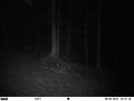 Rodinka na jablkových hodoch