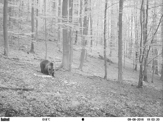 Macko na jablkových hodoch