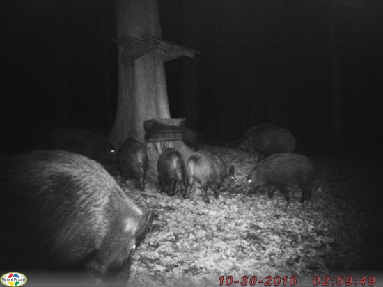 Tlačenica pri solisku