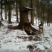 Srnčia v pozore