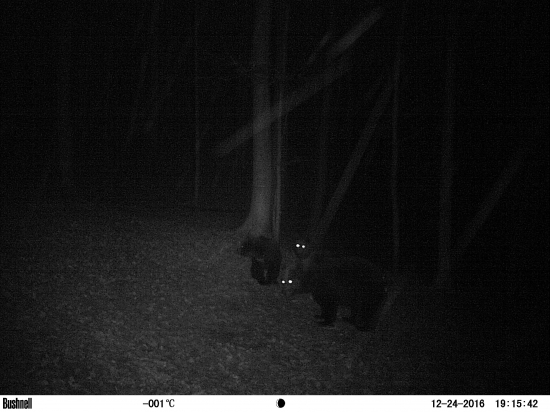 Medvedica s ratolesťami na vianočnej večeri