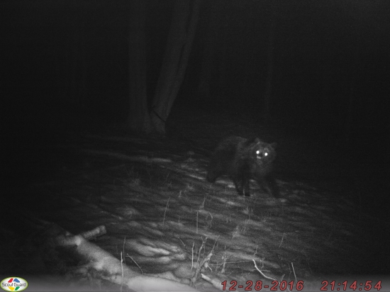 Medveď prekvapený pohľad