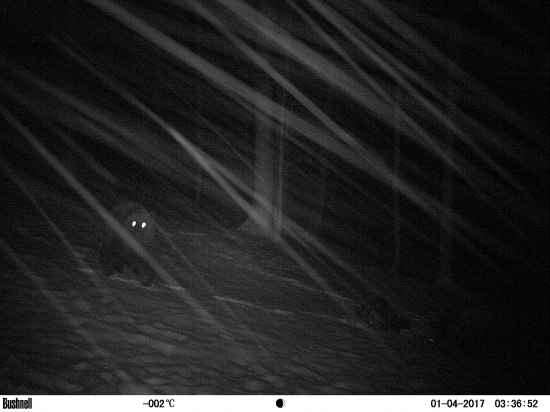 Medvedica z dvoma malými