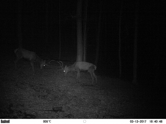 Pasovačka mladíkov pripravená