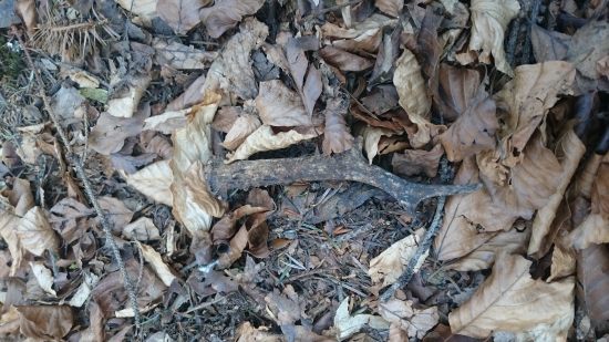 Prvý srnčí v živote ale už starý...