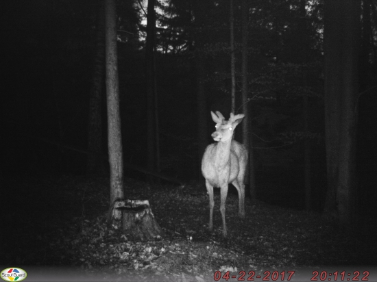 Už mi rastú nové :D