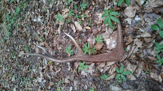 Takto si ležal osmak