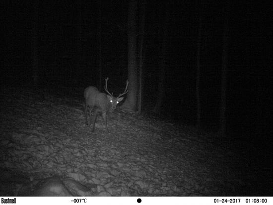 Jeleň a zhody z neho pod ID: 315827