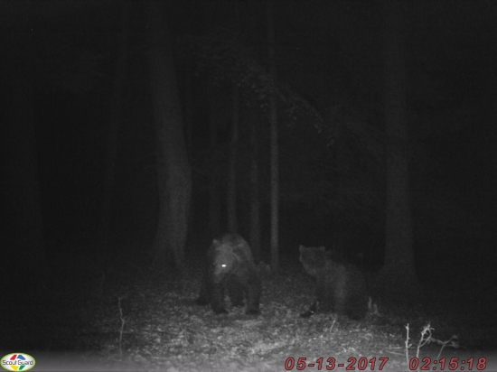 Dvaja hnedý kamaráti