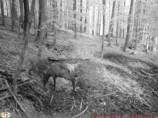 10torak k  zhodom ID: 315977, 316034