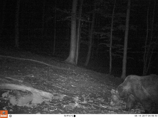 Aj maco Štefan obojkový sem zablúdil..