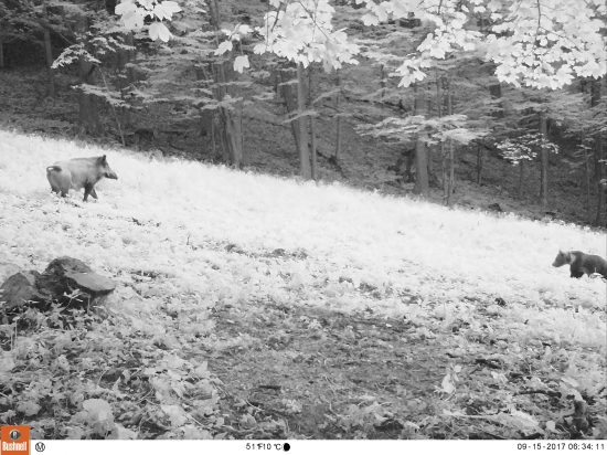 Kanec vs. mladý medveď