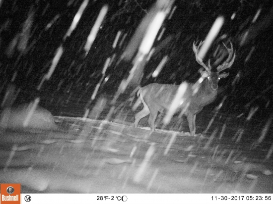 Sniežik sa nám chumelí.......