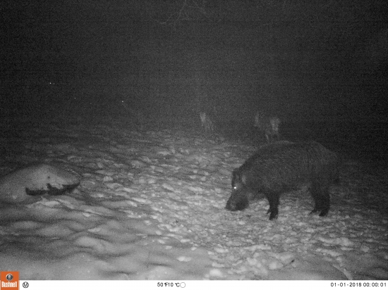 Silvestrovská párty lese 00:00:01