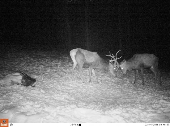 Valentínska pasovačka