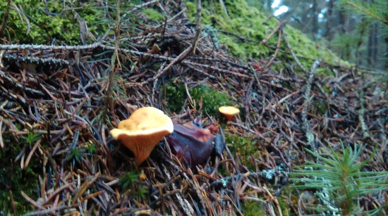 príroda je pobláznená