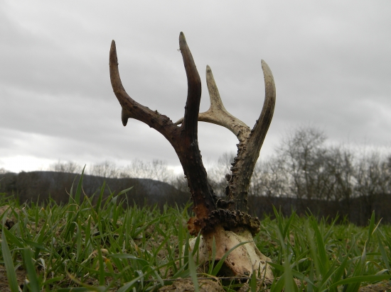 Dnes nájdený..dlžka 25,5 cm