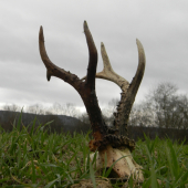 Dnes nájdený..dlžka 25,5 cm