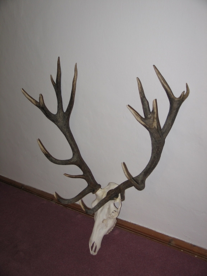 Karpaťák z Kalinca