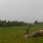 Dnešný doprovod lovkyne