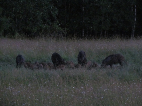 Dnešný večerný záber