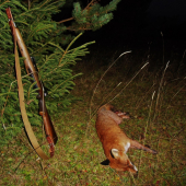 Poslední večer starého lišáka.