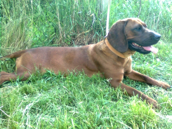 Aska Pod Karikášom