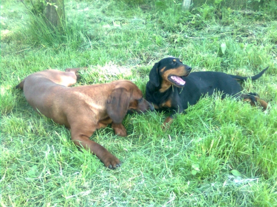 SK-Bystra z Evkinho dvora, HF-Aska Pod Karikášom