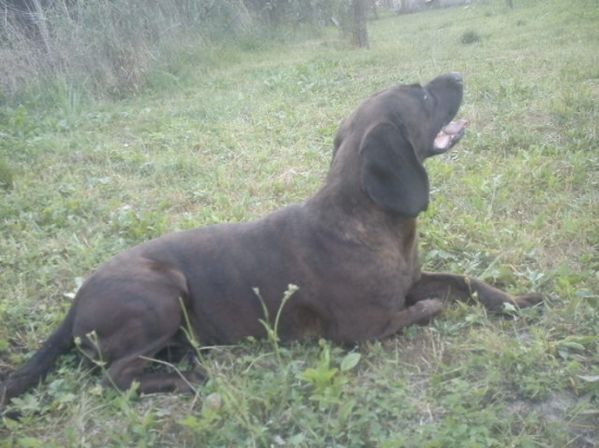 Karin z horárovho dvora