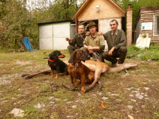 Dohľadavka jelenice