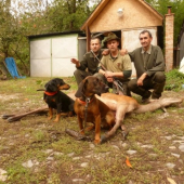 Dohľadavka jelenice