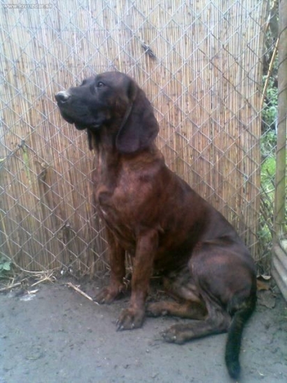 Karin z Horárovho dvora