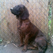 Karin z Horárovho dvora