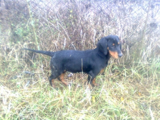 Moja nová nádej, Bystra Z Evkinho dvora