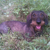 Beki