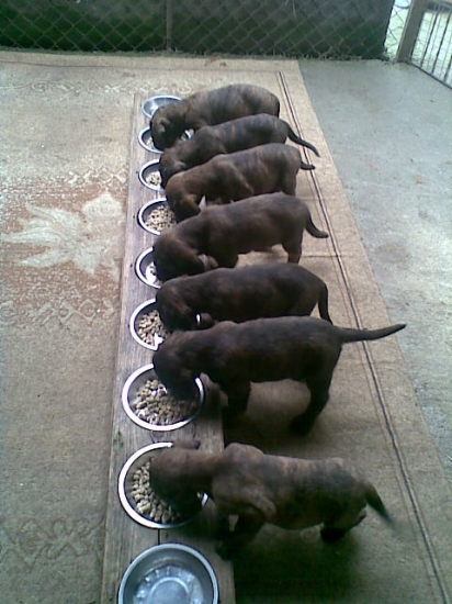 ll.vrh Karin z horárovho dvora