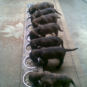 ll.vrh Karin z horárovho dvora