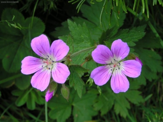 nejaky kvietok... :-)